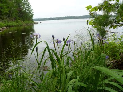 Lilies at Portage