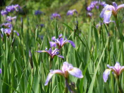 Phantom lake irises
