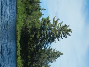Large Pine Tree on Poe