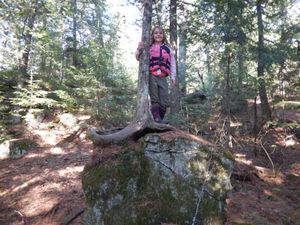 Cedar tree rock