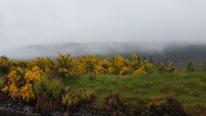 Gorse and mist