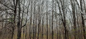 Eerie birch grove
