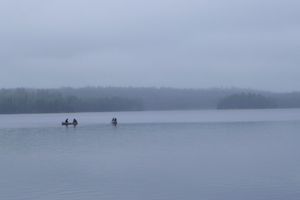 Foggy horse lake