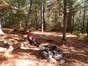 Pine campsite #733