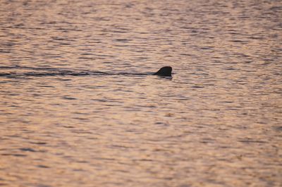 Otter in the Sunset