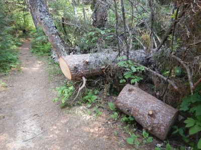 sawed tree