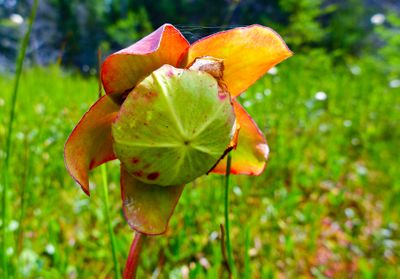 carnivorous pitcher plant blossom, north hegman