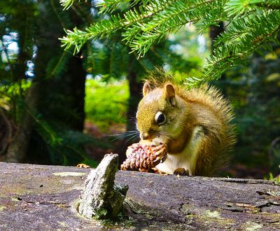 squirrel with cone, ogishkemuncie