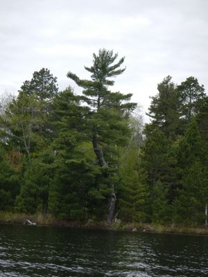 Big Lake tree