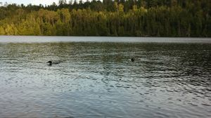 Ottertrack loons