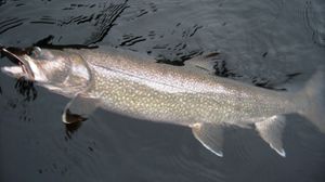 trout about 26 inches, Quetico Lake