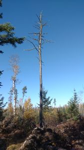 2017-10-13_14.03.09.jpg