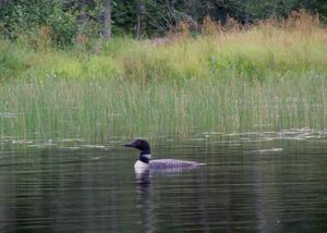 Loon