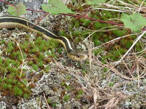 Pine River Snake