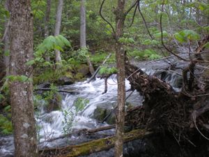 Small Stream in the woods