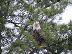 EAGLE WATCHING US FISH