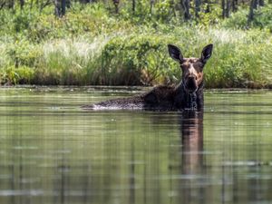 A Moose along Douglas Creek