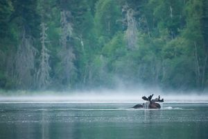 Moose in Kilburn Lake