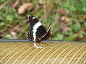 White admiral