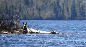 Wolves fording narrows