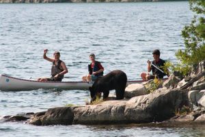Bear Encounter
