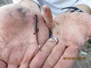 Eastern red-backed salamander at Campsite #2040