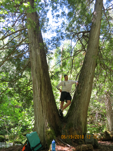 Big twin Cedars at base of the falls