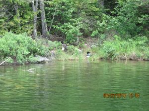 Loon on its nest