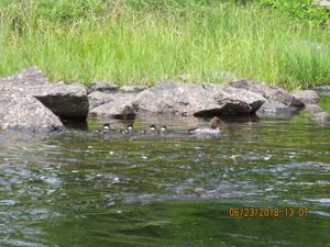 Common Goldeneye with her babies