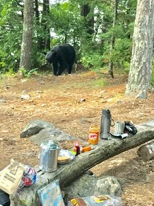 Black Bear