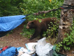 Bear Knife Lake Site 1255 Sept 2015