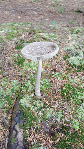 Neat Mushroom