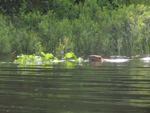 Beaver on Mug Lake