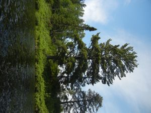 Large Pine Tree on Poe