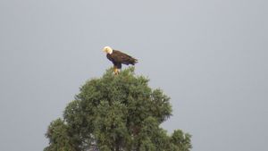 Observing Eagle