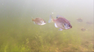 Curious Bluegill