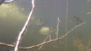 Bluegill Buddies