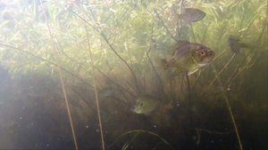 Chilling in the Weeds