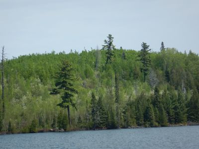 Shoreline, Little Trout lake