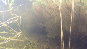 Shy Largemouth