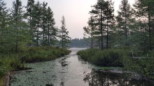 Morning Mist on Nellie