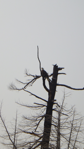 Eagle Waits for a Meal