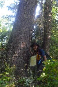 Old White Pine
