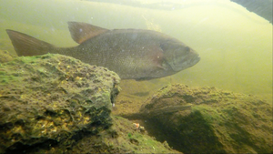 Smallmouth in Rocks