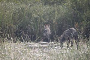 Wolf