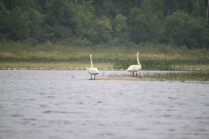 Swan