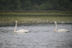 Swan