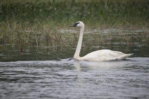 Swan