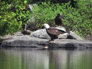 2018_PINE_LAKE_BWCA_161E.jpg