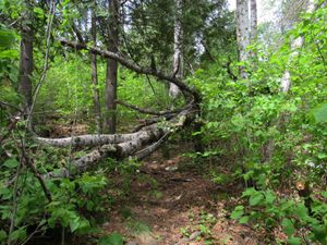 2018_PINE_LAKE_BWCA_067E.jpg